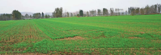 小山口遗址全景图