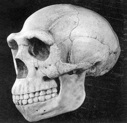 北京人头盖骨化石