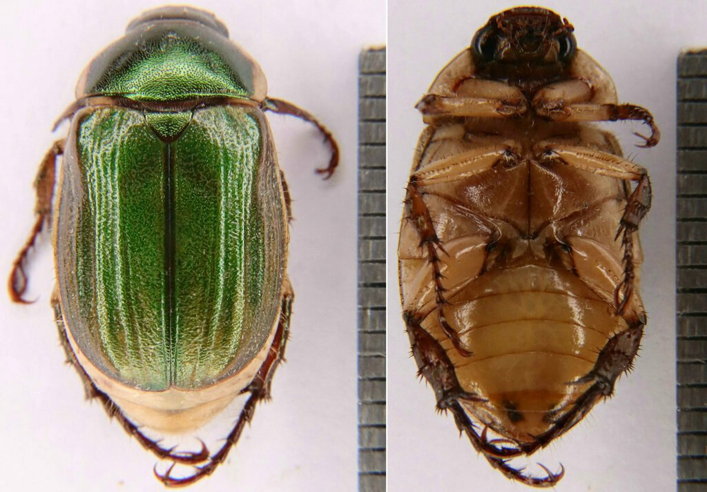 铜绿丽金龟 Anomala corpulenta 正面、背面