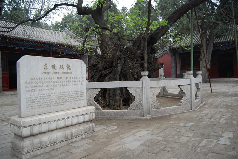 东坡双槐