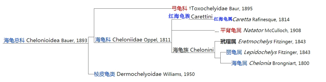 与玳瑁相关的动物系统发生树 