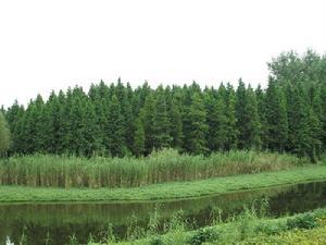 八卦洲自然风光