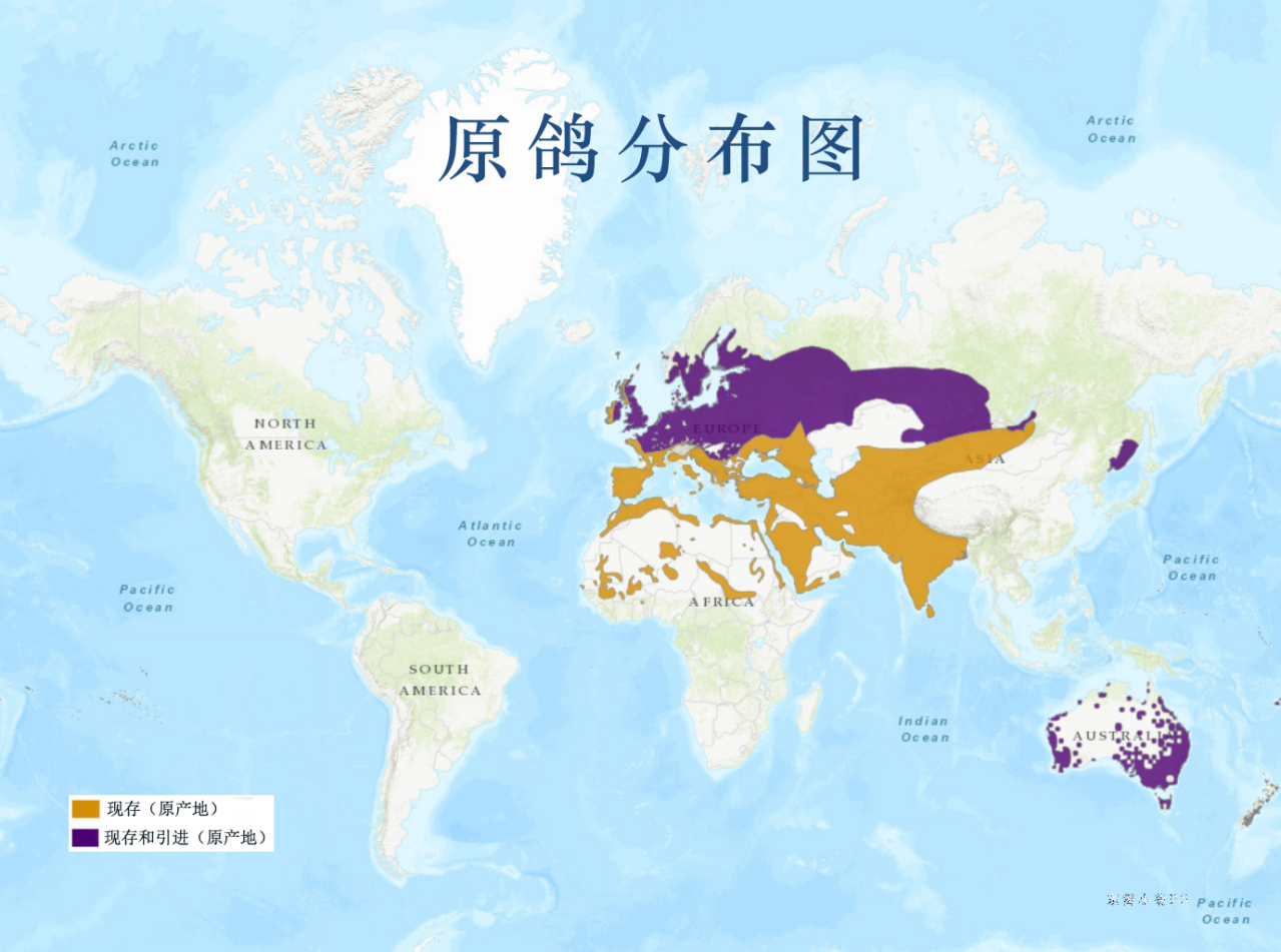 原鸽分布图