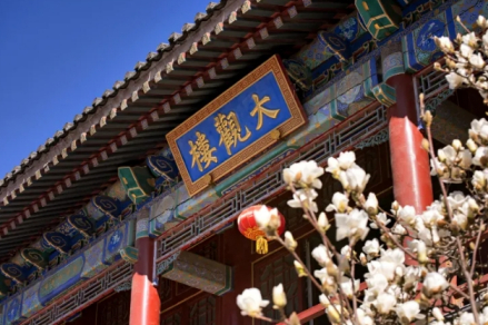 大观楼前玉兰花
