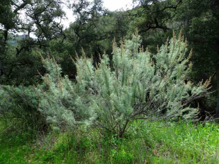 加州山艾( Artemisia californica)