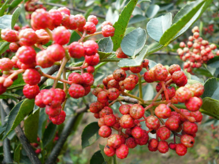黄龙花椒