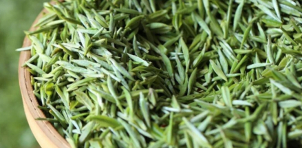 屯溪绿茶