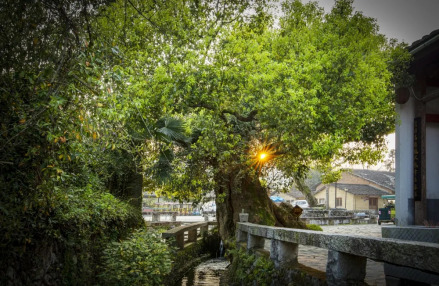 中国白茶小镇·石圳湾景区