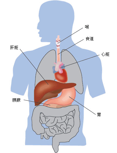 酗酒影响的身体部位