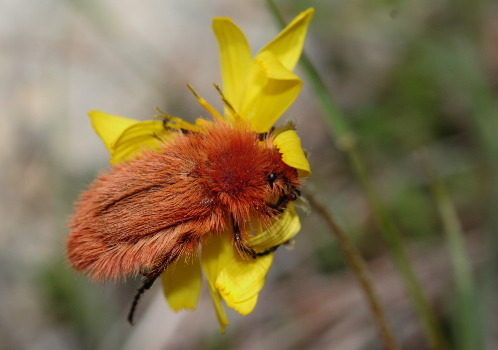 取食花瓣的 Pygopleurus koniae 