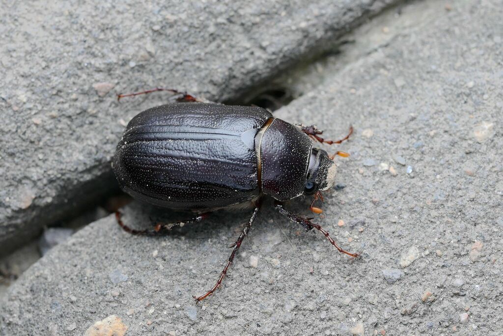 大黑鳃金龟 Holotrichia oblita