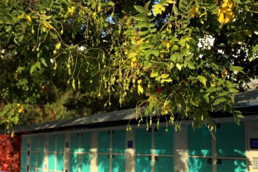 甘肃政法大学秋景
