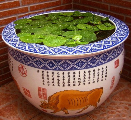 盆栽睡莲