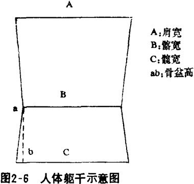 人体躯干示意图 