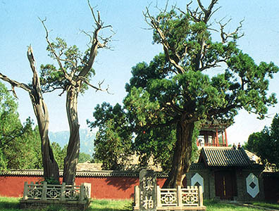 殿前院