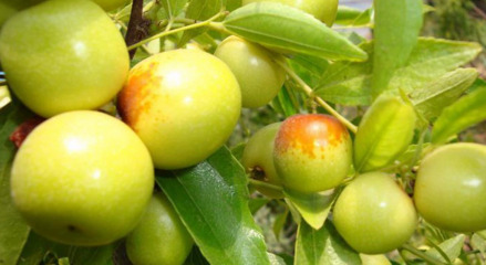 金丝琥珀蜜枣