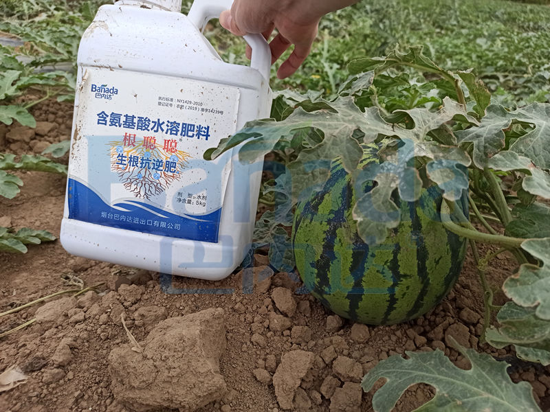 西瓜的施肥管理