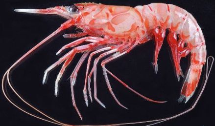 鹰爪虾
