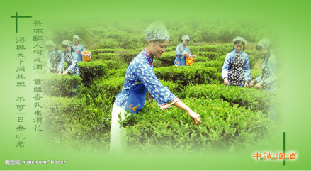 茶叶采摘