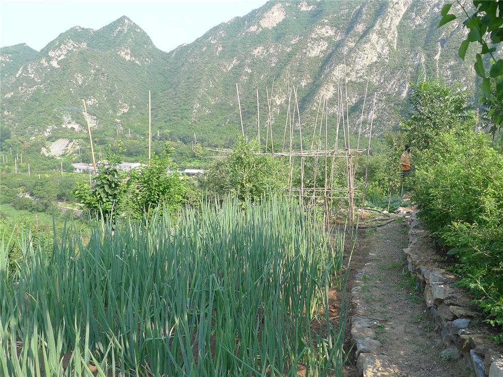 东石古岩村村内蔬菜