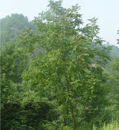 漆树