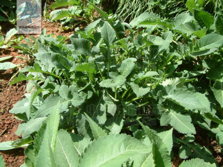 川续断属植物