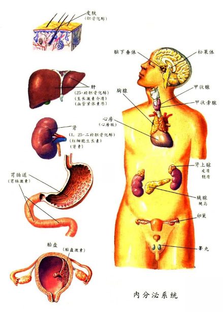 内分泌系统图解