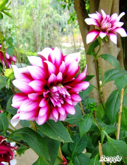大丽花