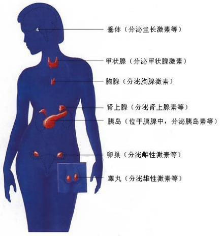 内分泌系统