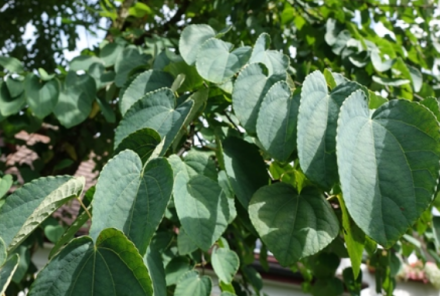 大叶连香树