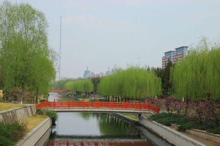 蓟草芬菲 