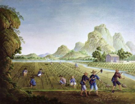 中原农业