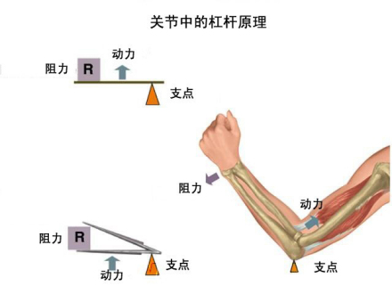 费力杠杆