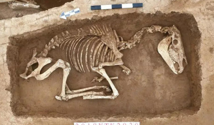 陶寺北墓地马坑K2030