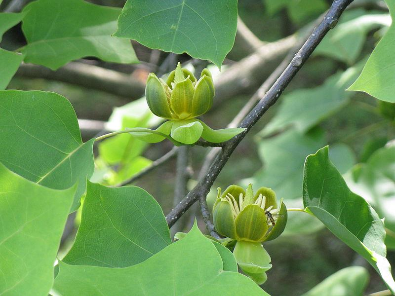 鹅掌楸的花