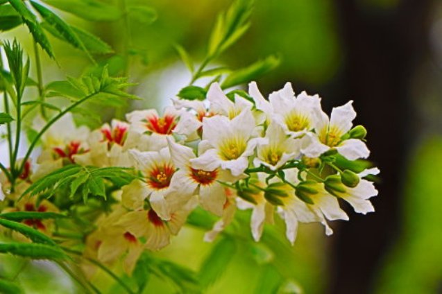 靖远文冠果花