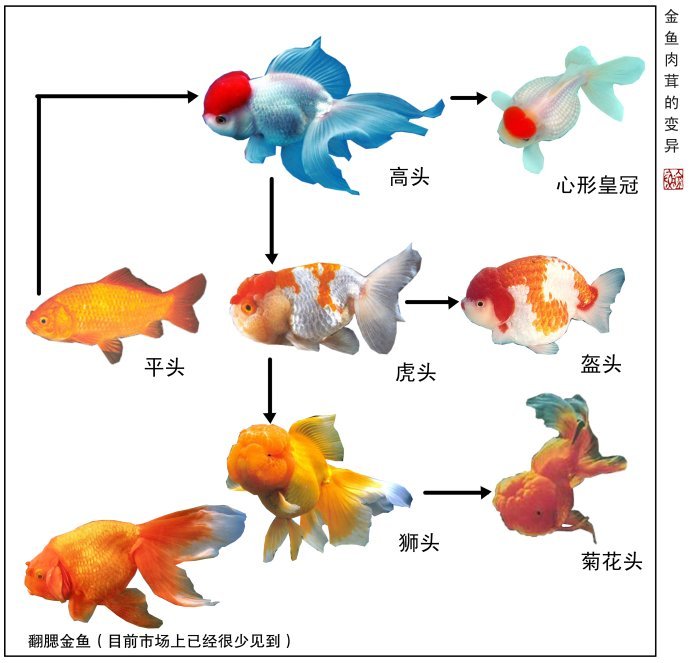 肉茸变异