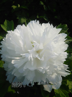 皓芳(牡丹办事处赵金岭选育)