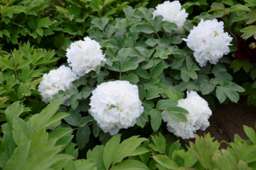 皓芳(牡丹办事处赵金岭选育)