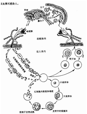 传染源