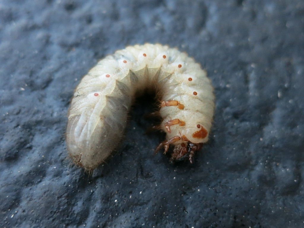 绿花金龟 Cotinis nitida 幼虫