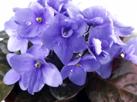 总状花序