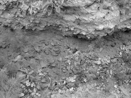 南河崖盐业遗址群GN22陶片及烧土堆积