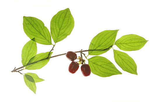 山茱萸（茎）