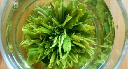 黄山绿牡丹