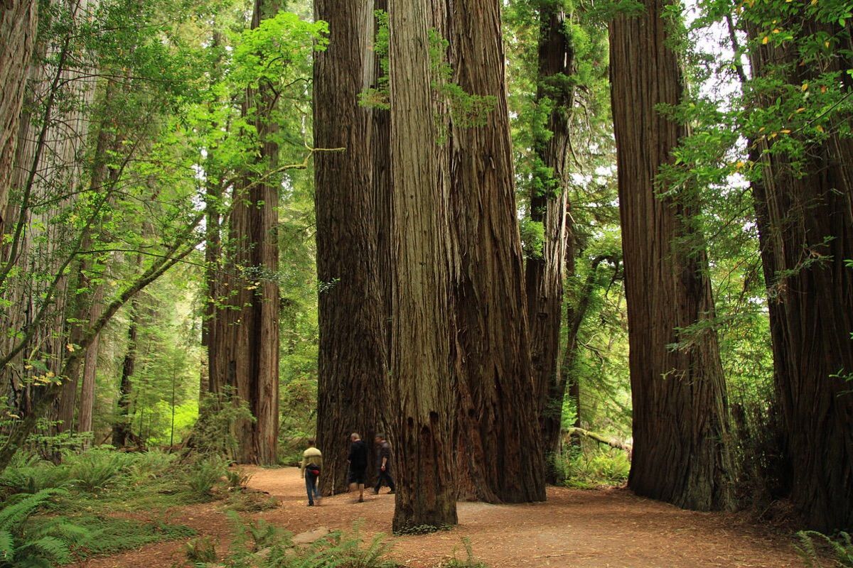 加州州树加州红木（California Redwood）