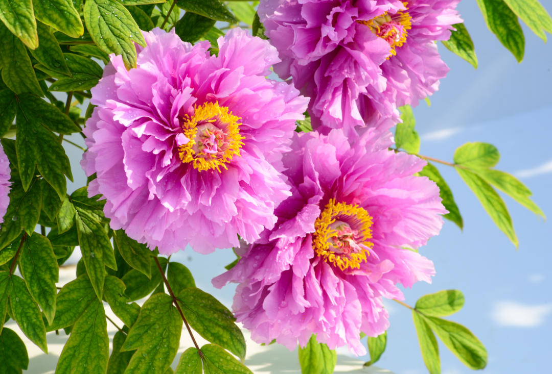 菏泽牡丹
