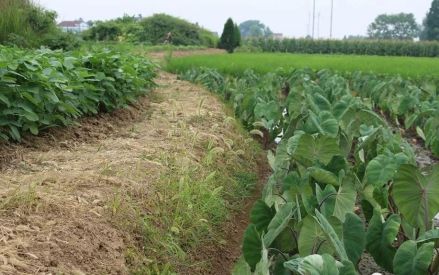 申鸣城遗址城墙