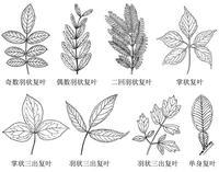 羽状复叶