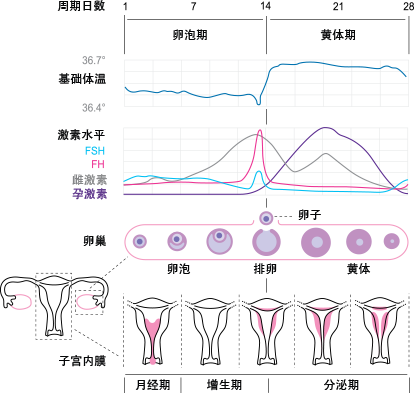 基础体温 基础体温